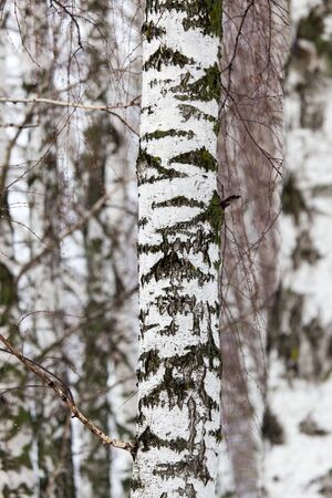 birch tree trunk in a forest in natureの写真素材