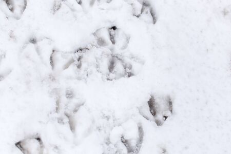 Goose footprints in the snow as a background