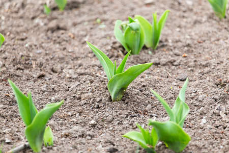 green leaves of a flower in the garden outdoorsの写真素材