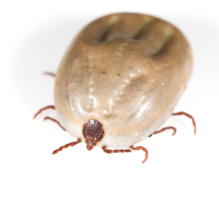 beetle mite on a white backgroundの写真素材