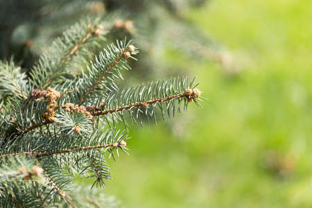 Beautiful green coniferous tree in natureの写真素材