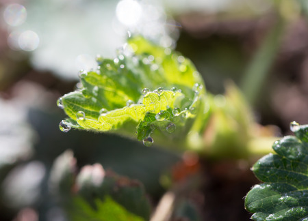 water drops on strawberry leavesの写真素材