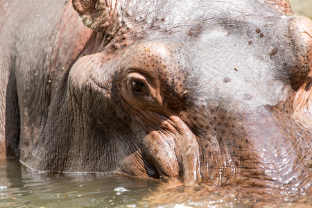 Portrait of a hippopotamus in the zoo