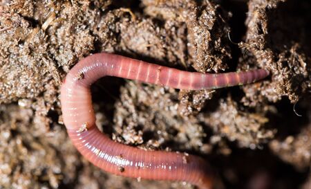 red worms in compost. macroの写真素材