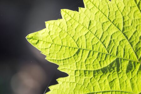 beautiful leaf on black outdoorsの写真素材
