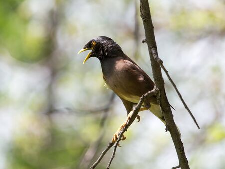Indian starling on tree in natureの写真素材