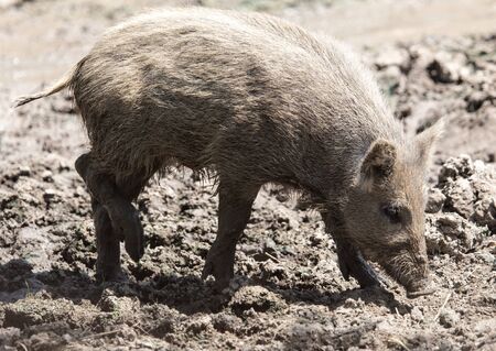 wild boar in a park on the natureの写真素材