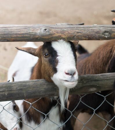goat behind a fence in zooの写真素材