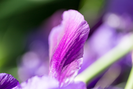 beautiful blue flower on natureの写真素材