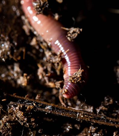 red worms in compost. macroの写真素材