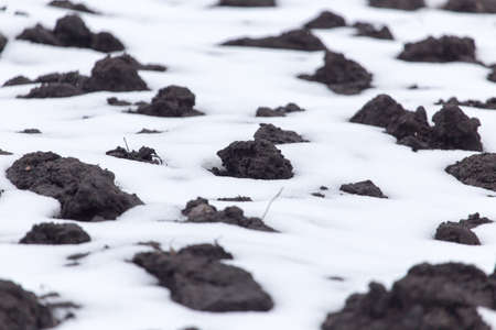 black soil in the snow on the natureの写真素材