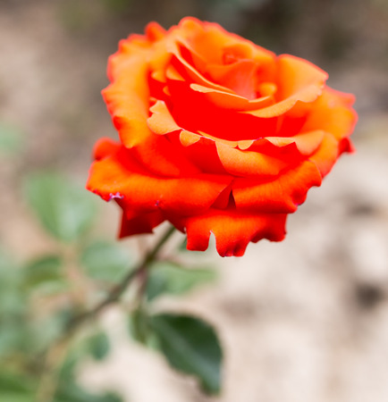beautiful red rose in natureの写真素材