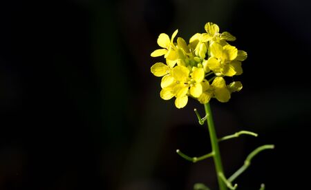 beautiful yellow flower on a black background