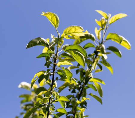 leaves on a tree against the blue sky