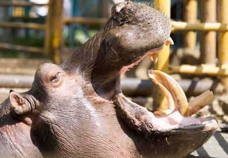 hippo teeth in the zoo in natureの写真素材