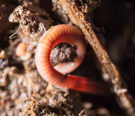 red worms in compost. macroの写真素材