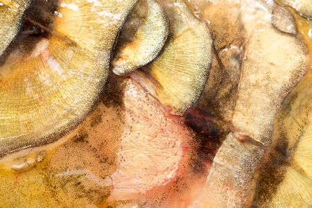 scales of a carp as a background. macro