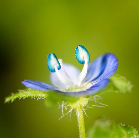 small blue flower. super macroの写真素材