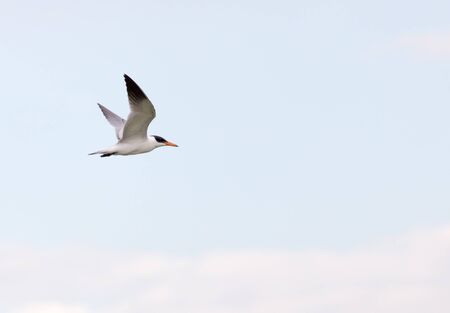 seagull flying in the skyの写真素材