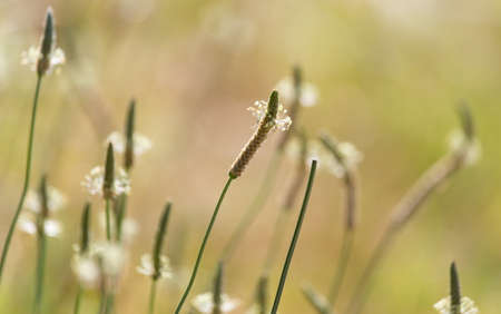 stalk of flower on grassの写真素材