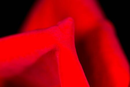 beautiful red rose as a background. macroの写真素材