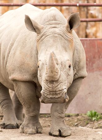 rhino in the park on the natureの写真素材