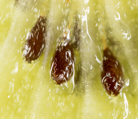 juicy kiwi as background. macroの写真素材