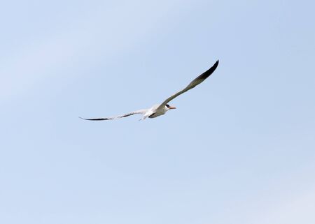seagull in flight in the sky