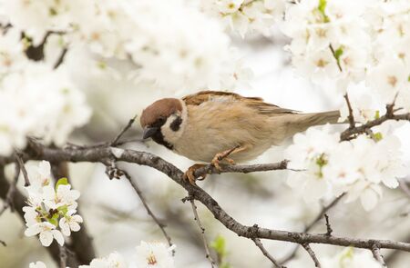 Sparrow in the flowers on the treeの写真素材