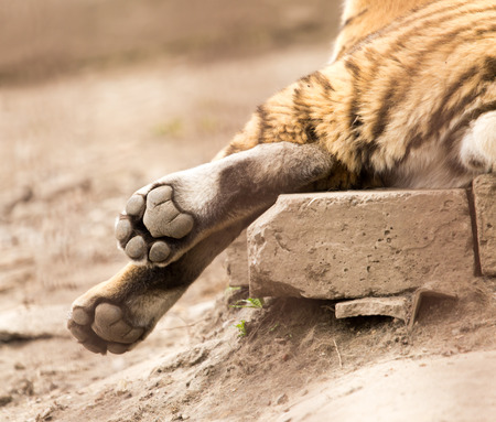 paw of a tiger in zooの写真素材