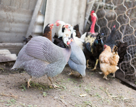 guinea fowl on a farmの写真素材