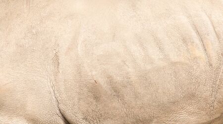 rhino skin as backgroundの写真素材