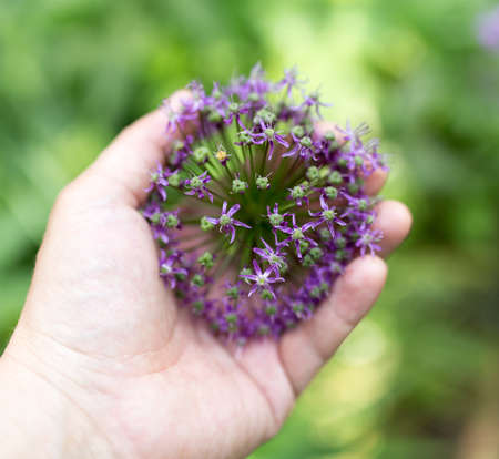 blue flower in hand on natureの写真素材