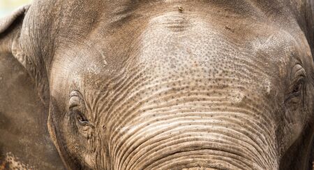 eye elephant in nature. portraitの写真素材