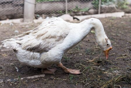 portrait of a goose on a farmの写真素材