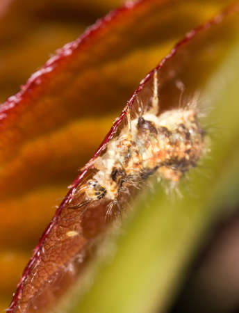 caterpillar on red leaf in the nature. macro
