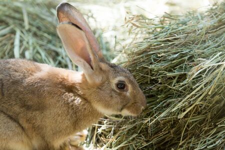 rabbit in the zooの写真素材