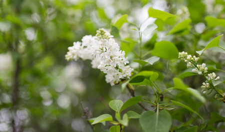 beautiful flowers of white lilac in natureの写真素材