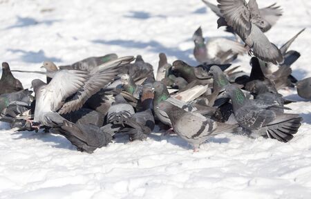 flock of pigeons on snow outdoorsの写真素材