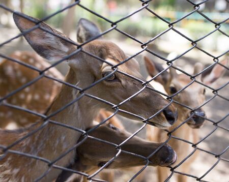 deer in a zoo behind a fenceの写真素材