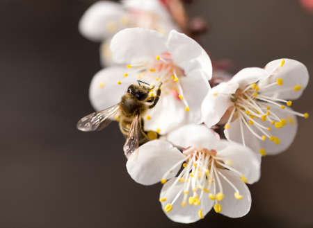 bee on a flower in the nature. macroの写真素材