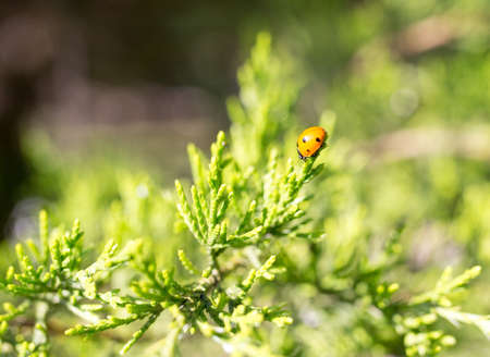 Beautiful branch of a thuja on natureの写真素材
