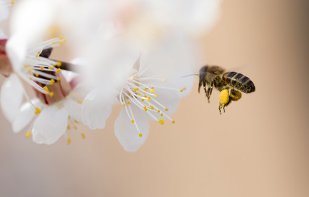 bee in flight in nature