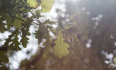 green oak leaves in natureの写真素材