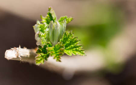 young raspberry leaves in natureの写真素材