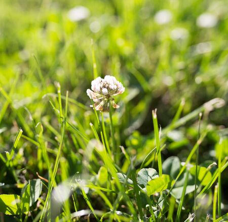 on clover flower in nature