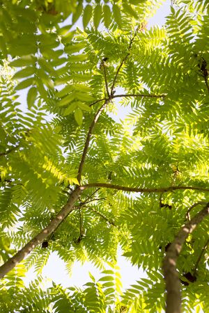 green leaves on the tree in nature