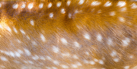 beautiful sika deer fur as backgroundの写真素材