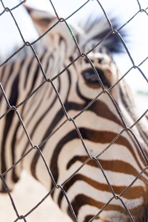 Portrait of a zebra in a zoo behind a fenceの写真素材