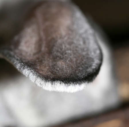 one rabbit ear on the farmの写真素材